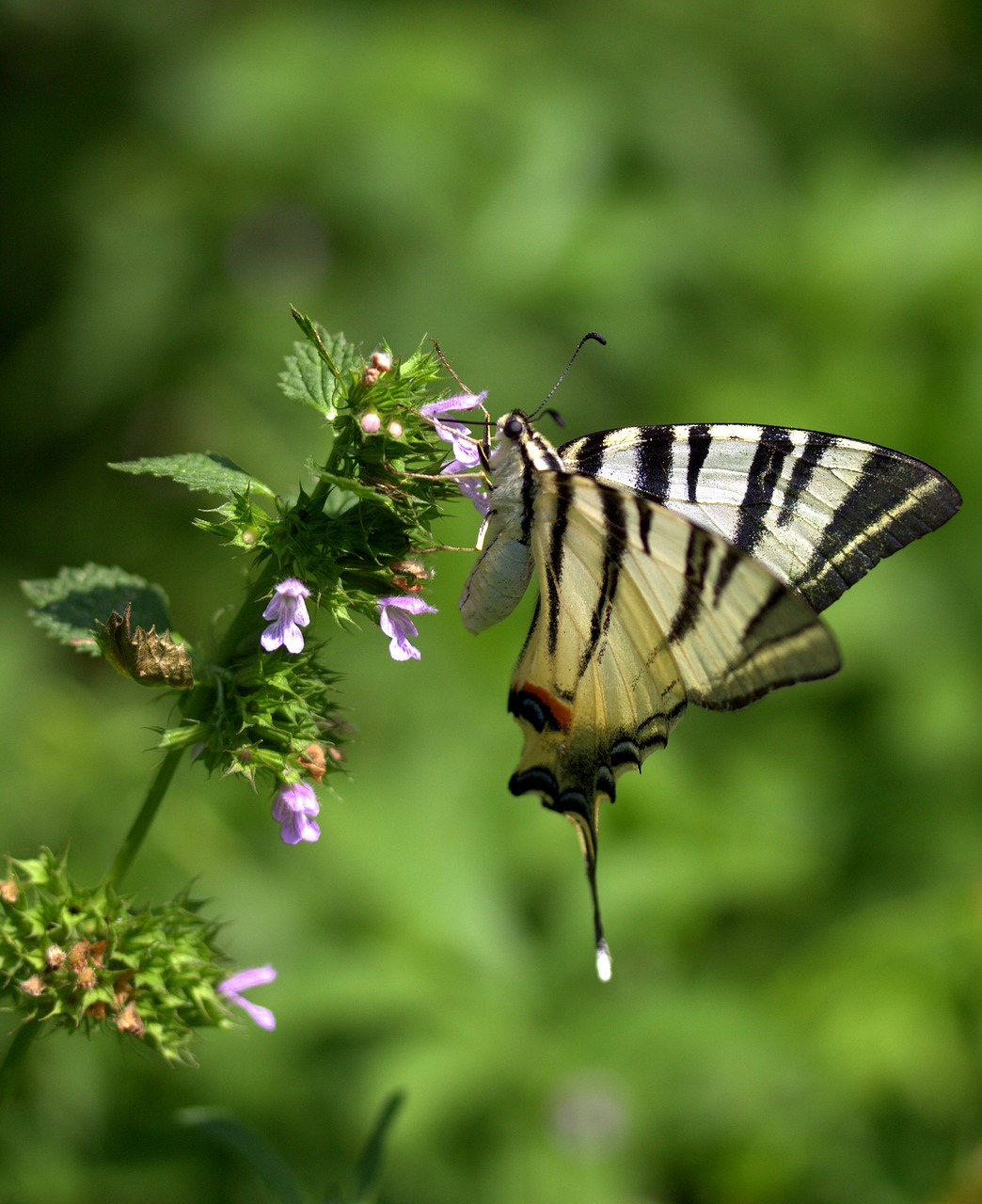 butterfly dovetail insecta free photo