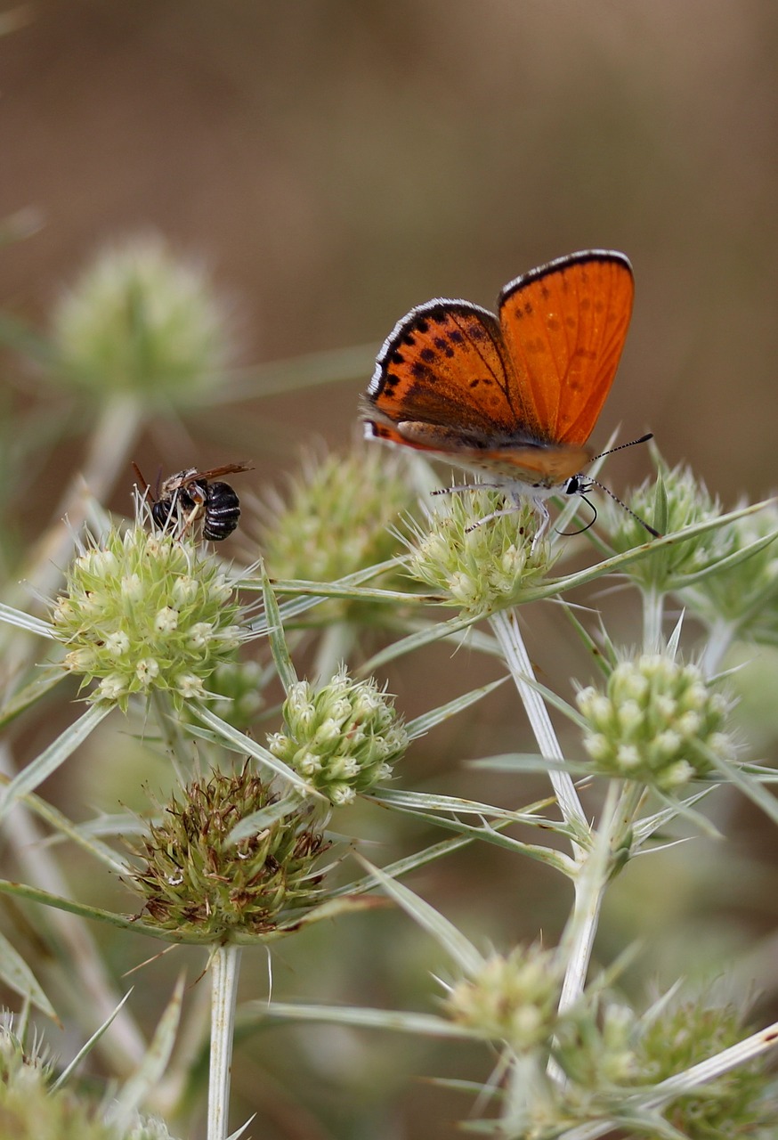 butterfly red wings free photo