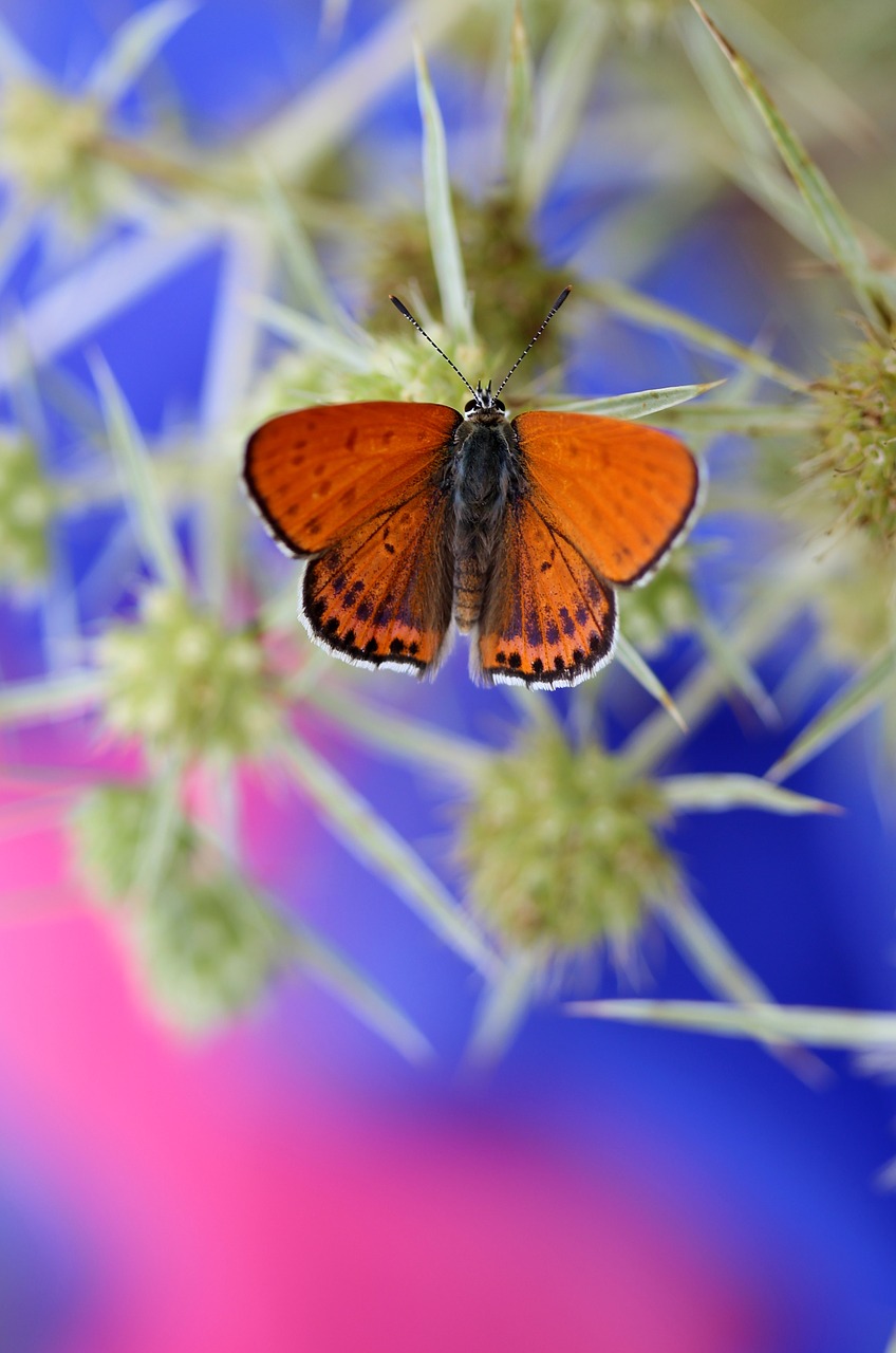 butterfly red wings free photo