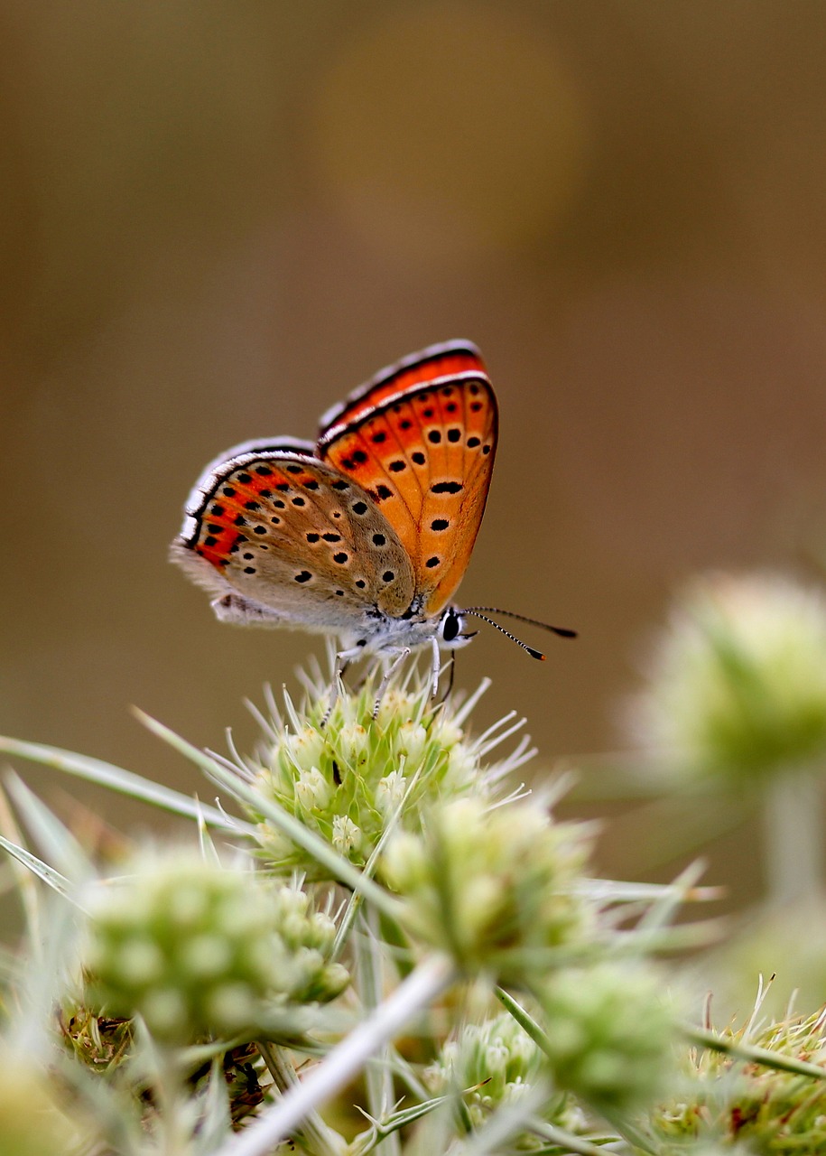 butterfly red wings free photo