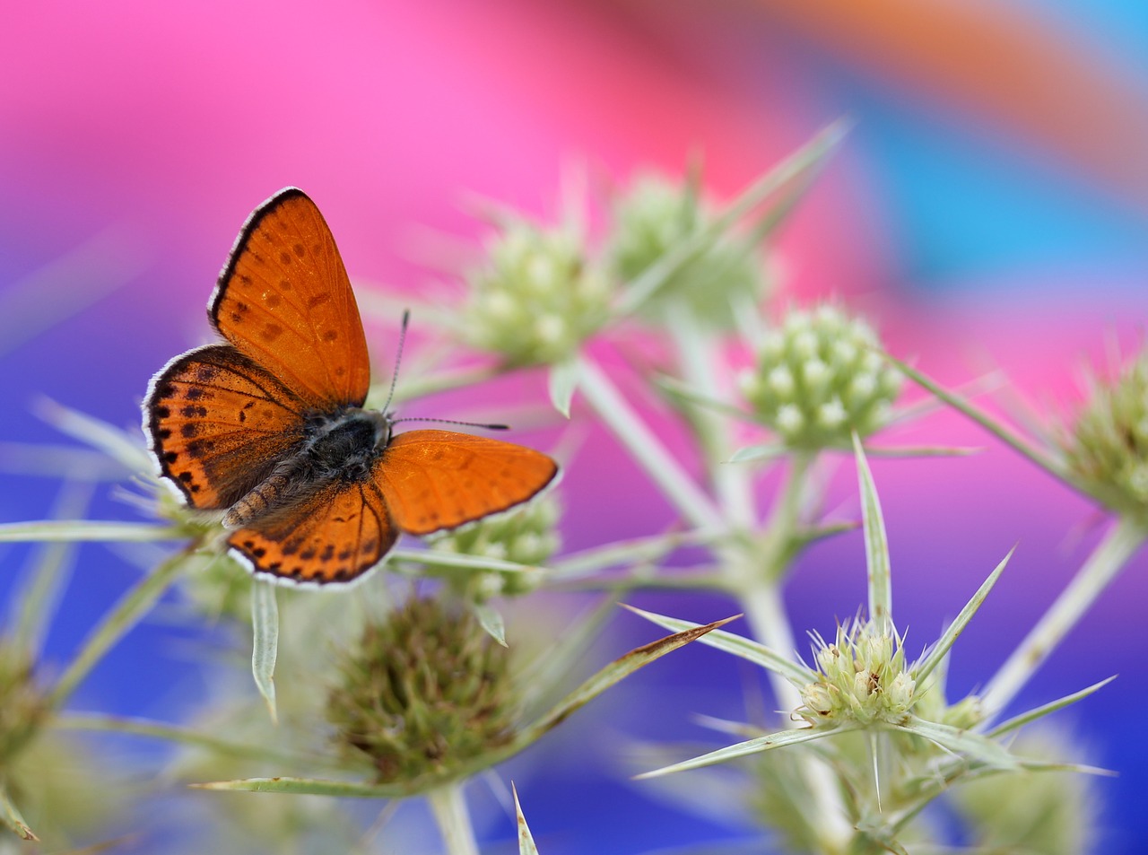 butterfly red wings free photo