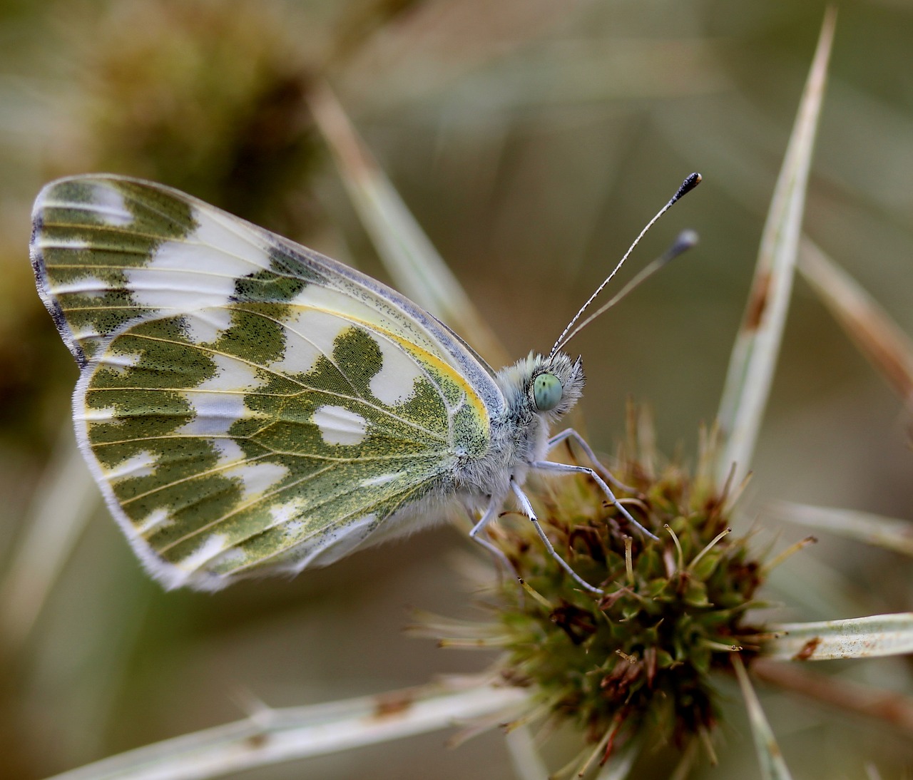 butterfly white insecta free photo