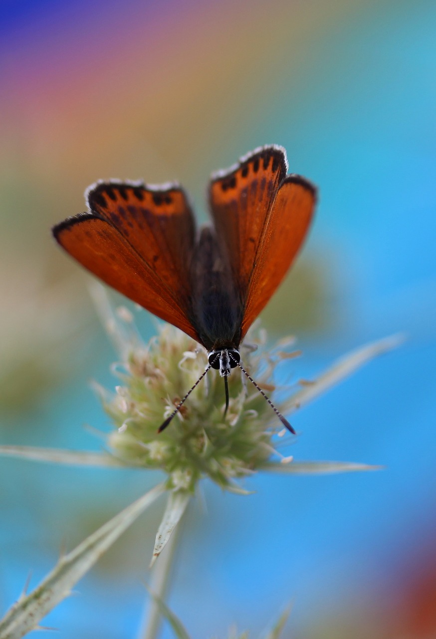 butterfly red wings free photo