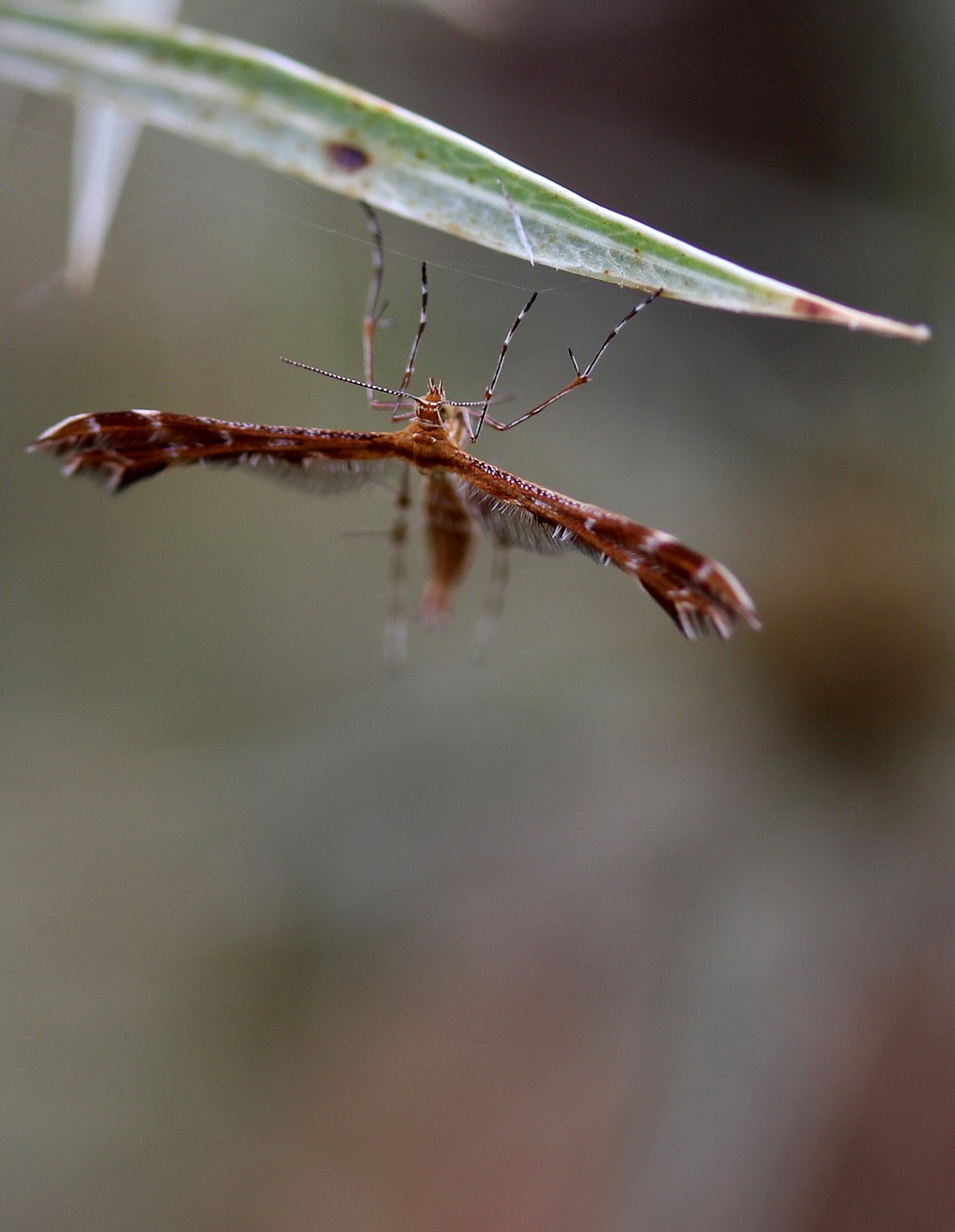 butterfly brown wings free photo