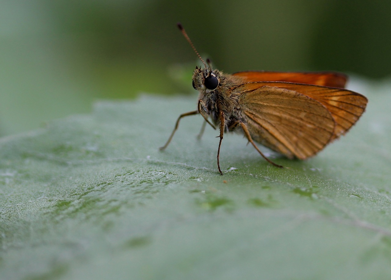 butterfly brown wings free photo