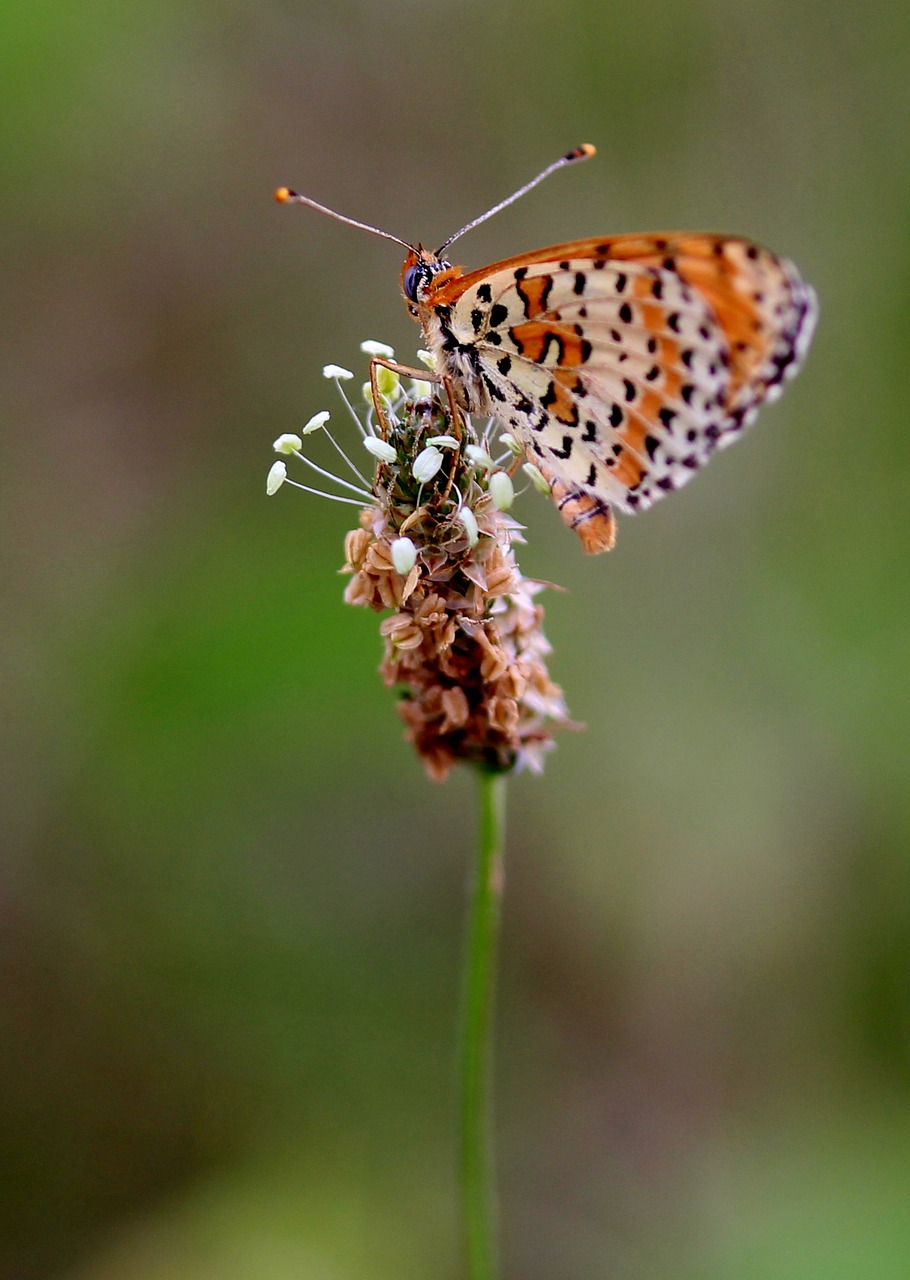 butterfly red wings free photo