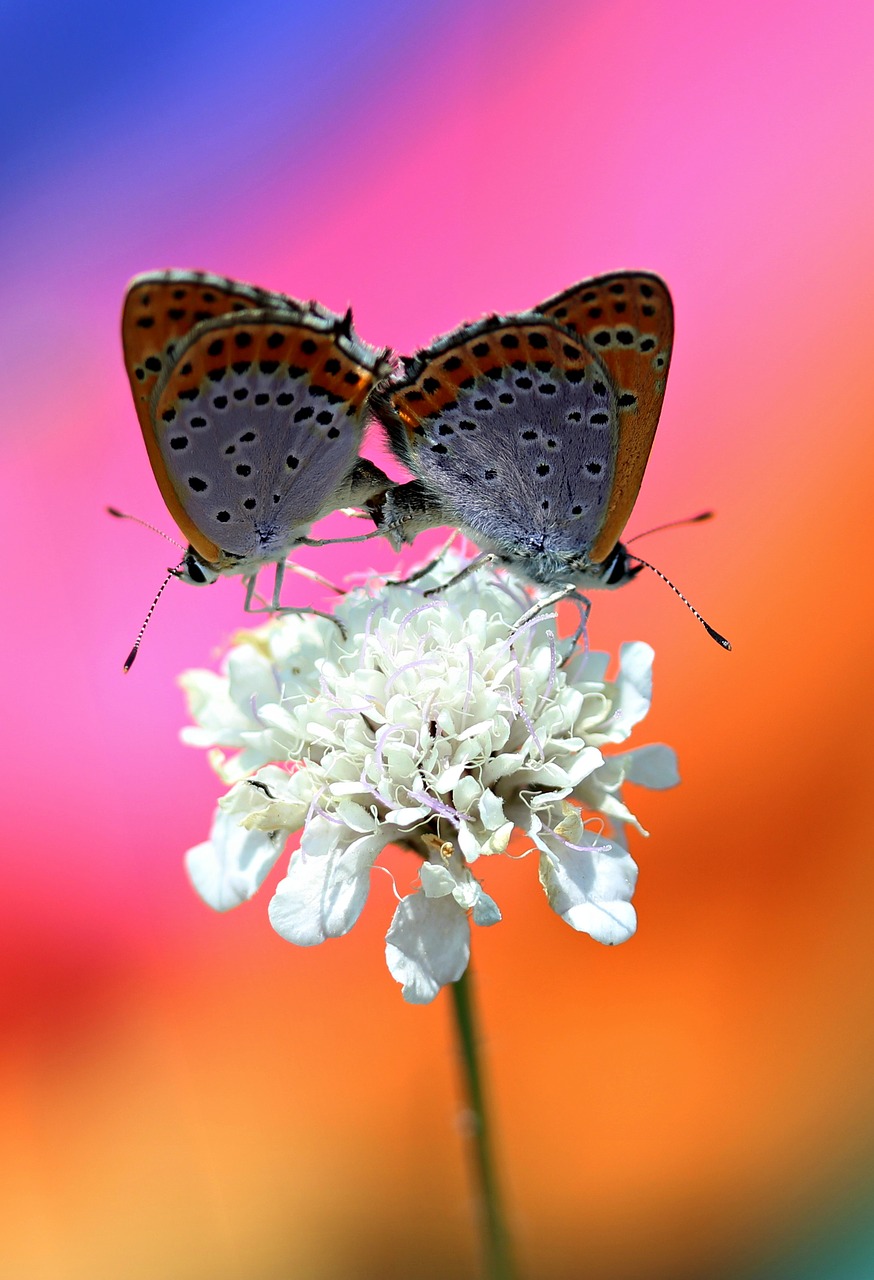 butterfly pair mating free photo