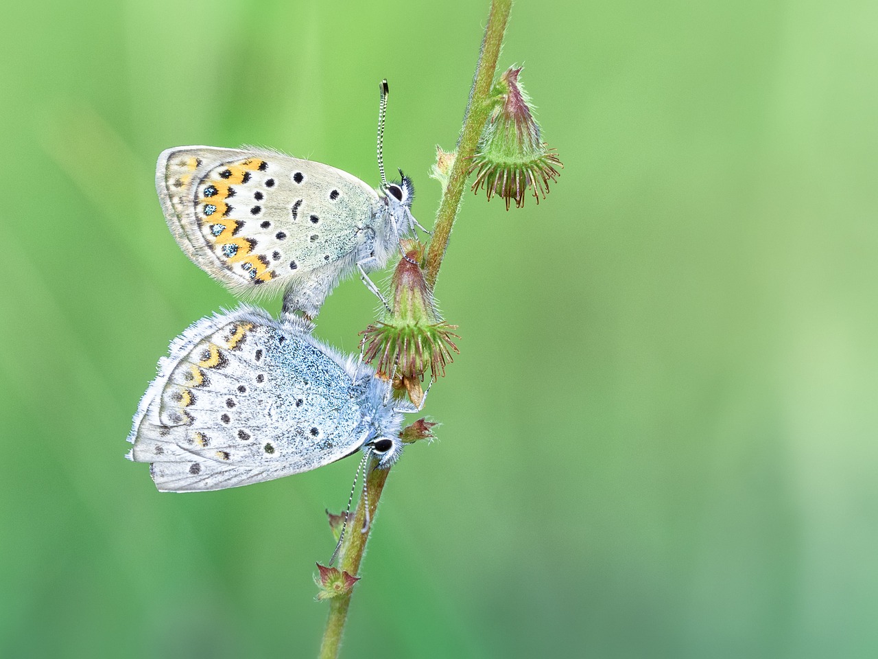 butterfly common blue pairing free photo