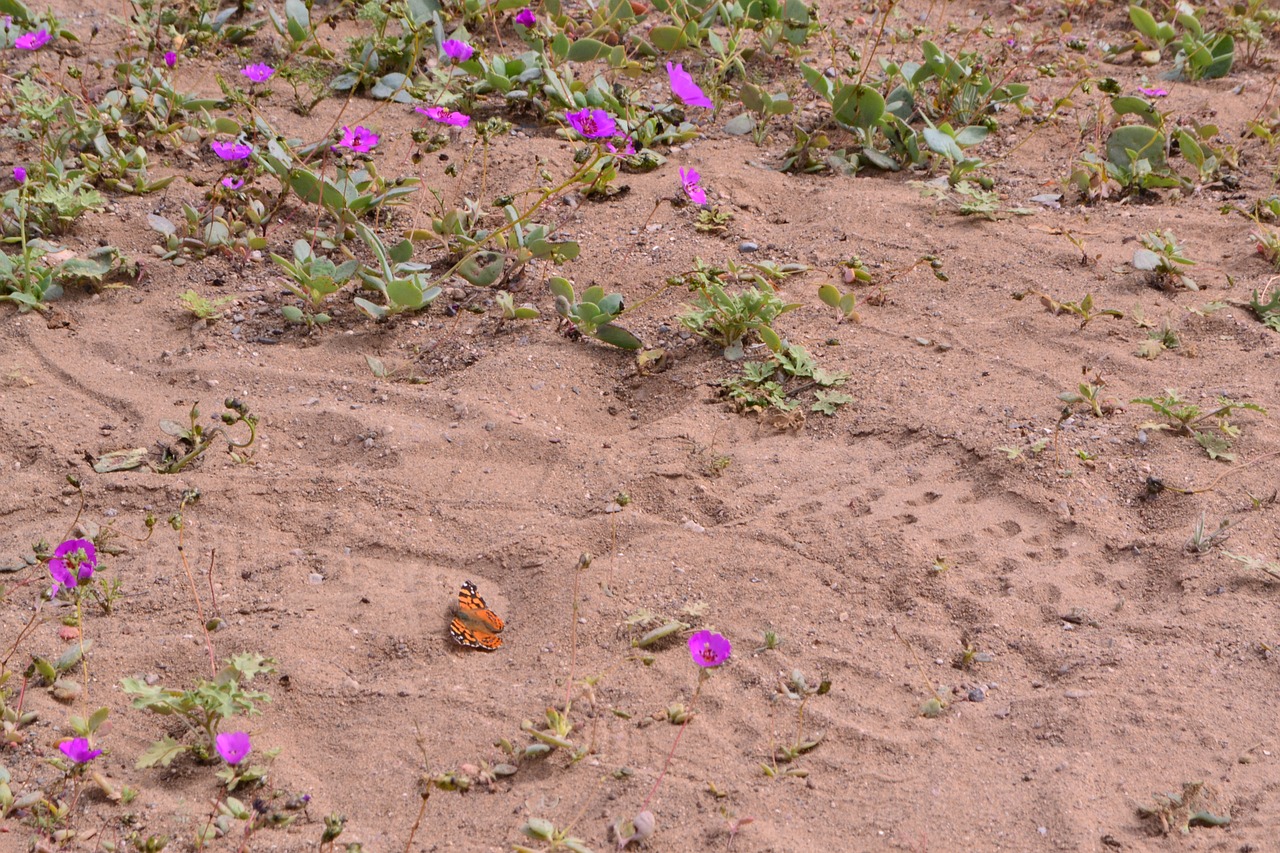 butterfly earth nature free photo