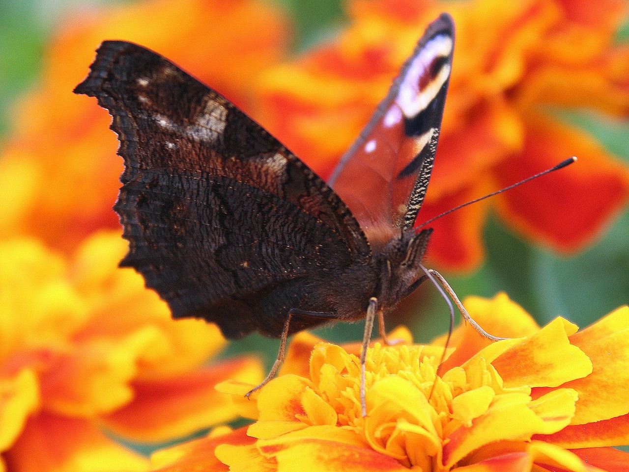 butterfly painted peacock insect free photo