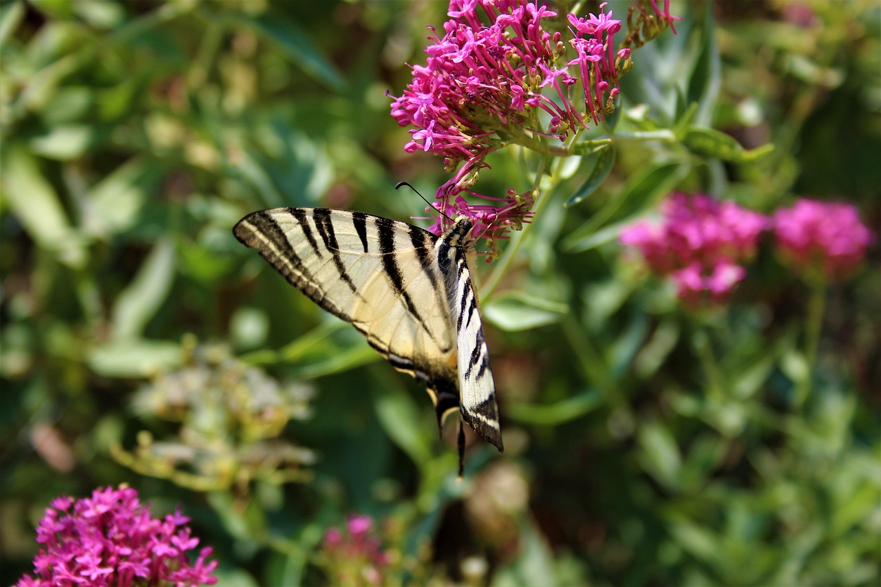 butterfly nature summer free photo