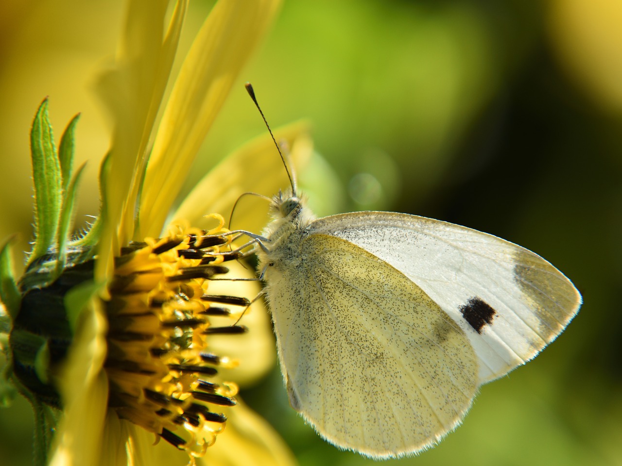 butterfly white close free photo