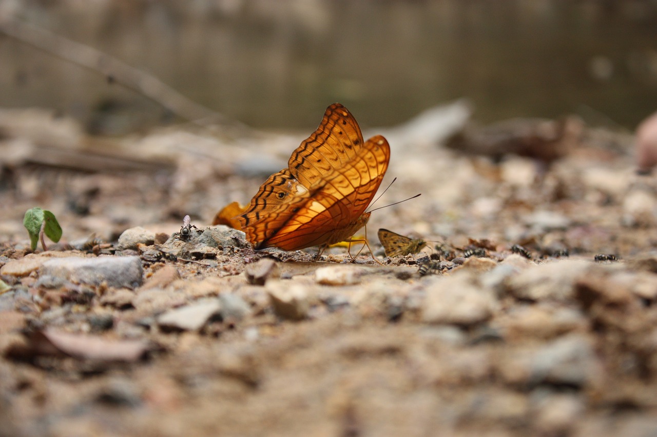 butterfly the national park rapids free photo