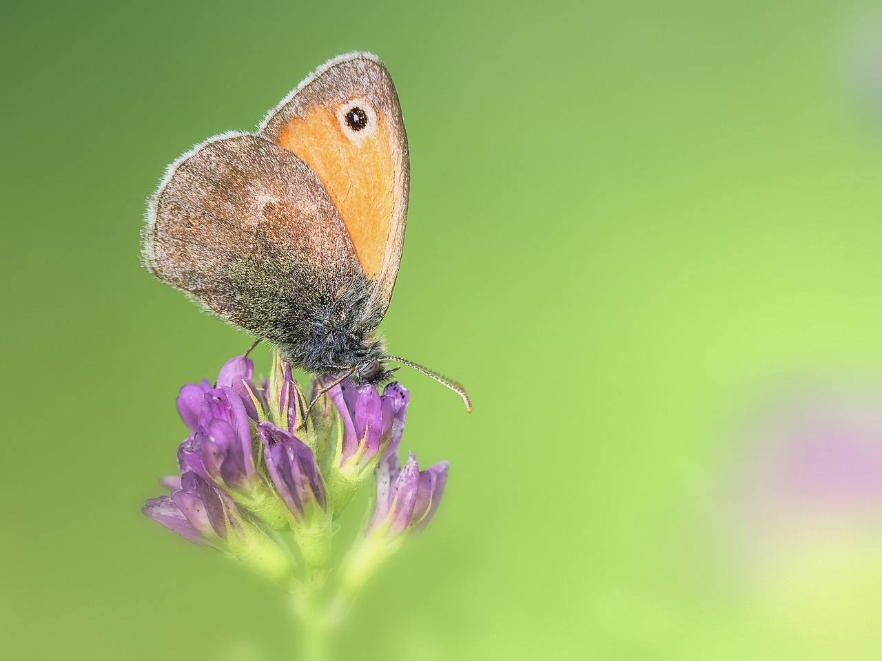 butterfly little meadow birds macro free photo