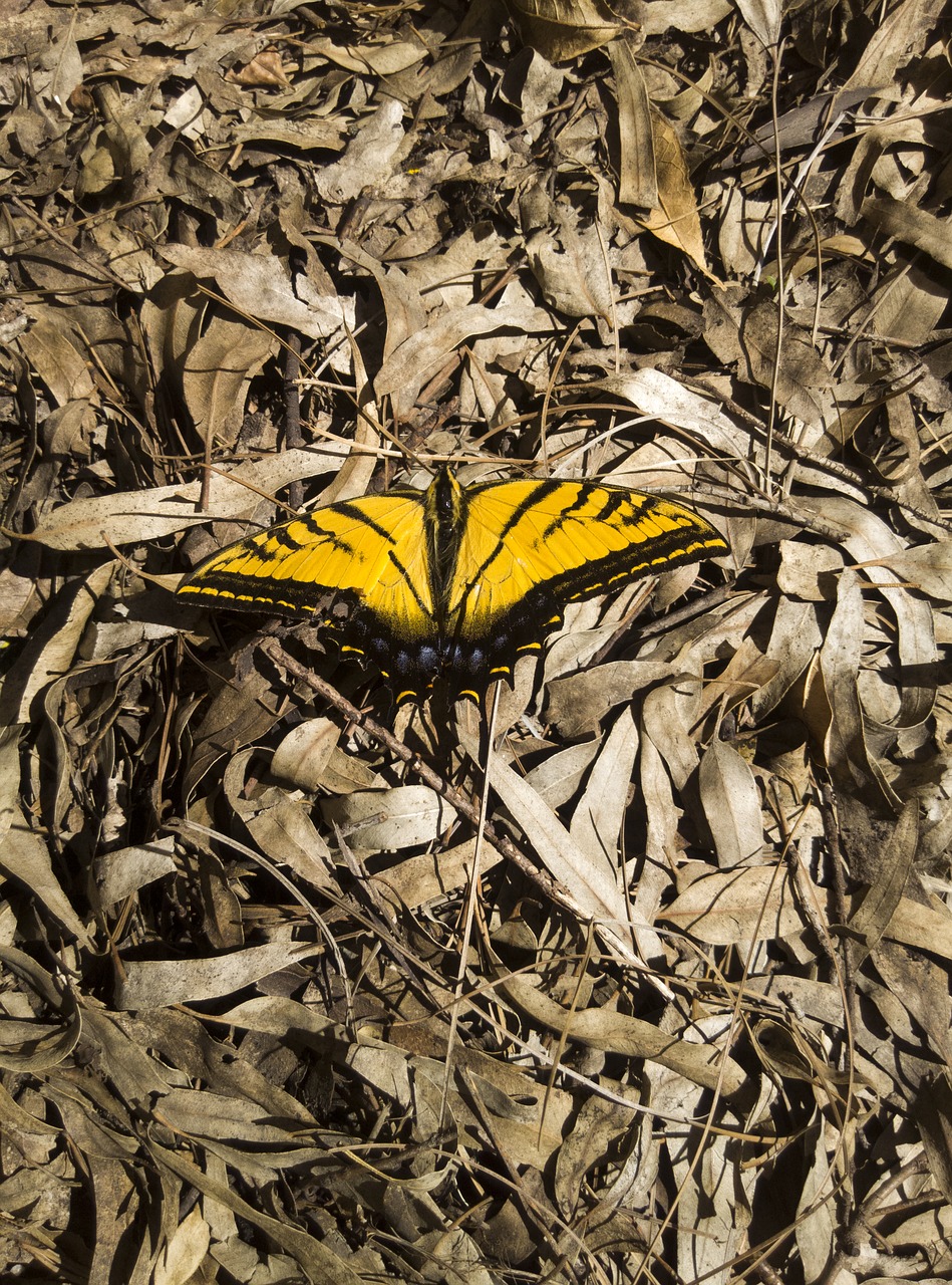 butterfly dried leaves autumn free photo