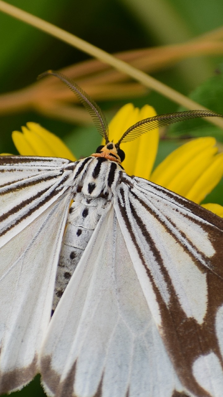 butterfly animal nature free photo