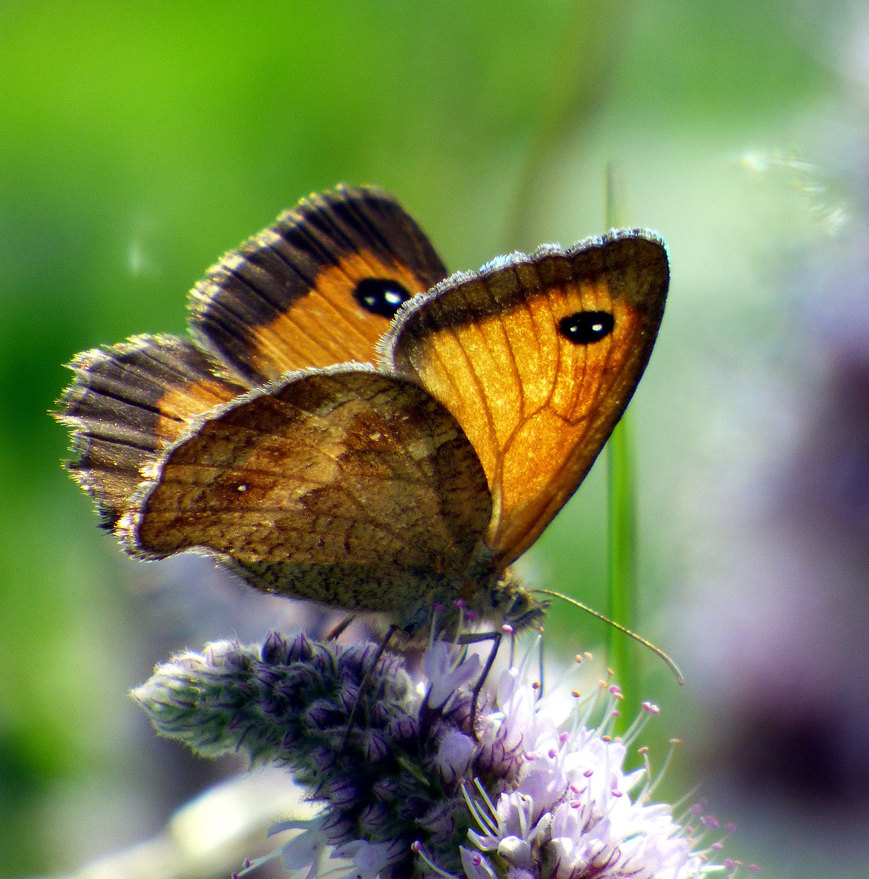 butterfly insect nature free photo