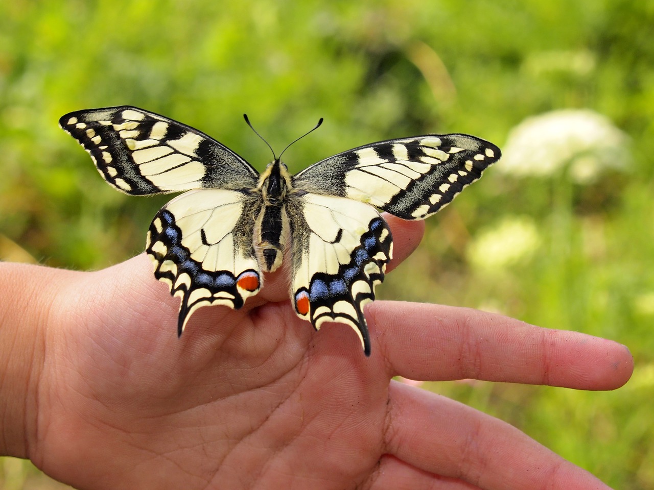 butterfly dovetail hand free photo