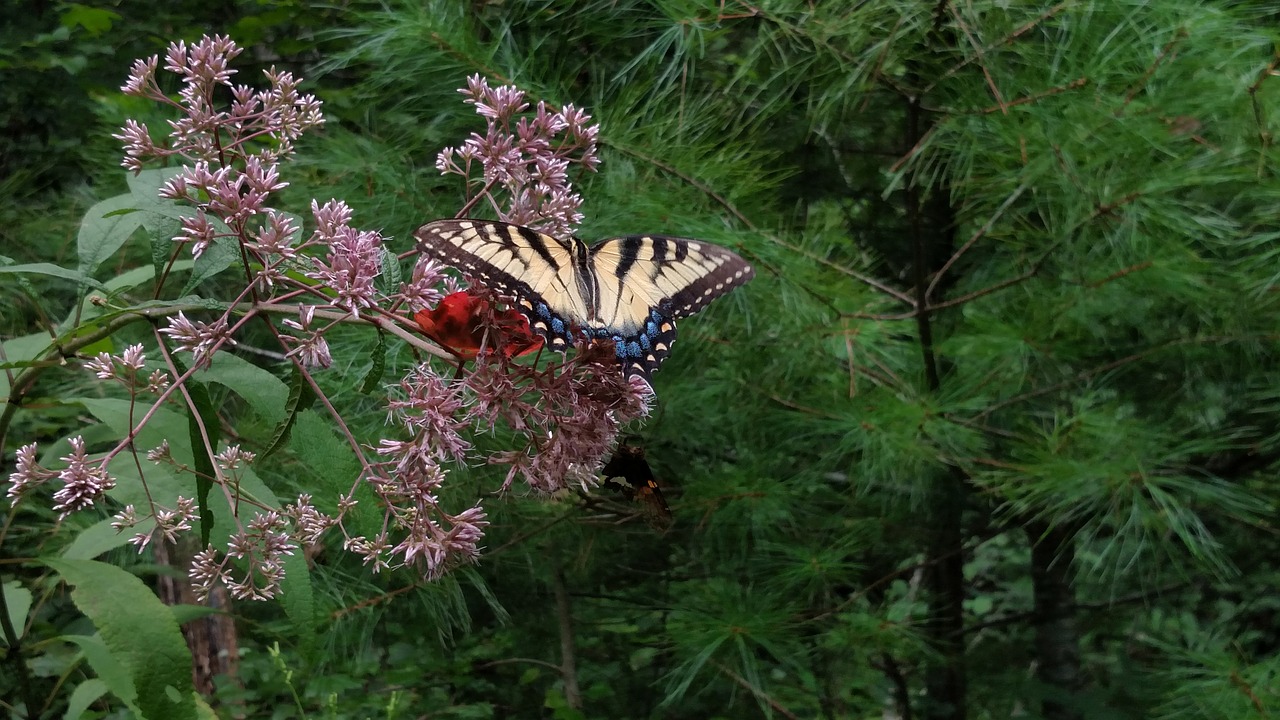 butterfly tiger butterfly oak-tiger-butterfly free photo