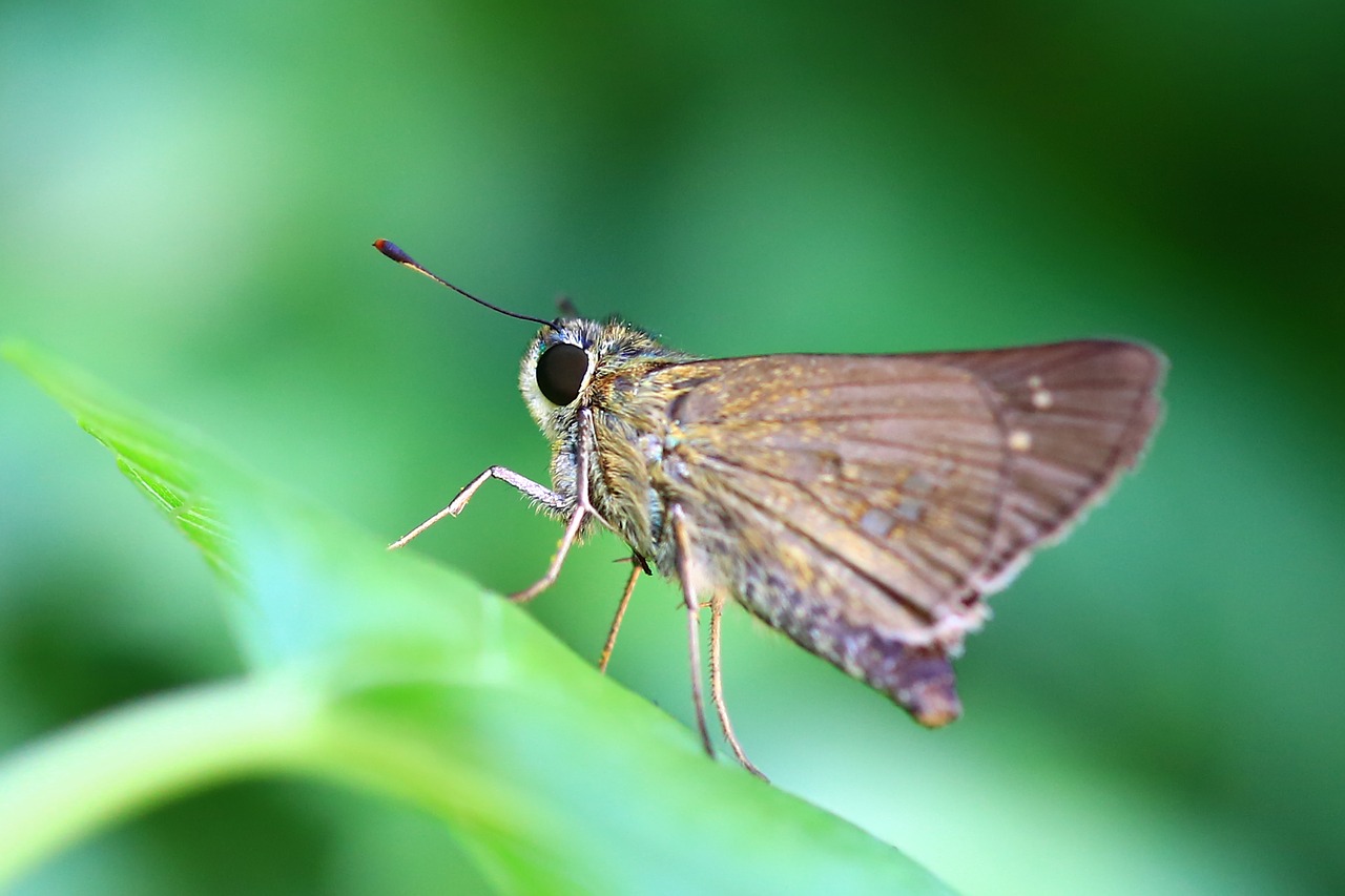 butterfly autumn insects free photo