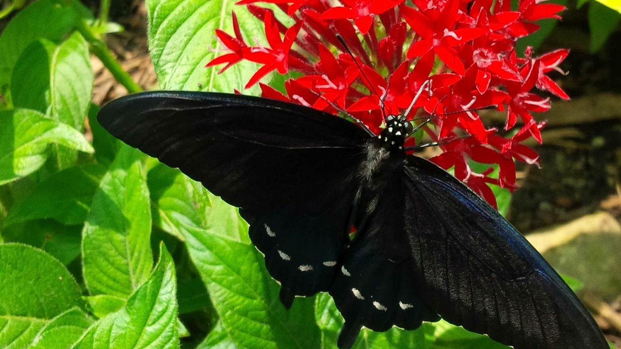 butterfly red flowers free photo