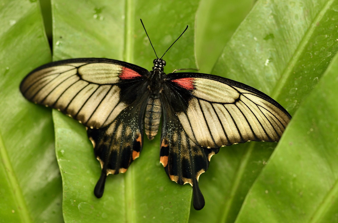 butterfly insects bugs free photo