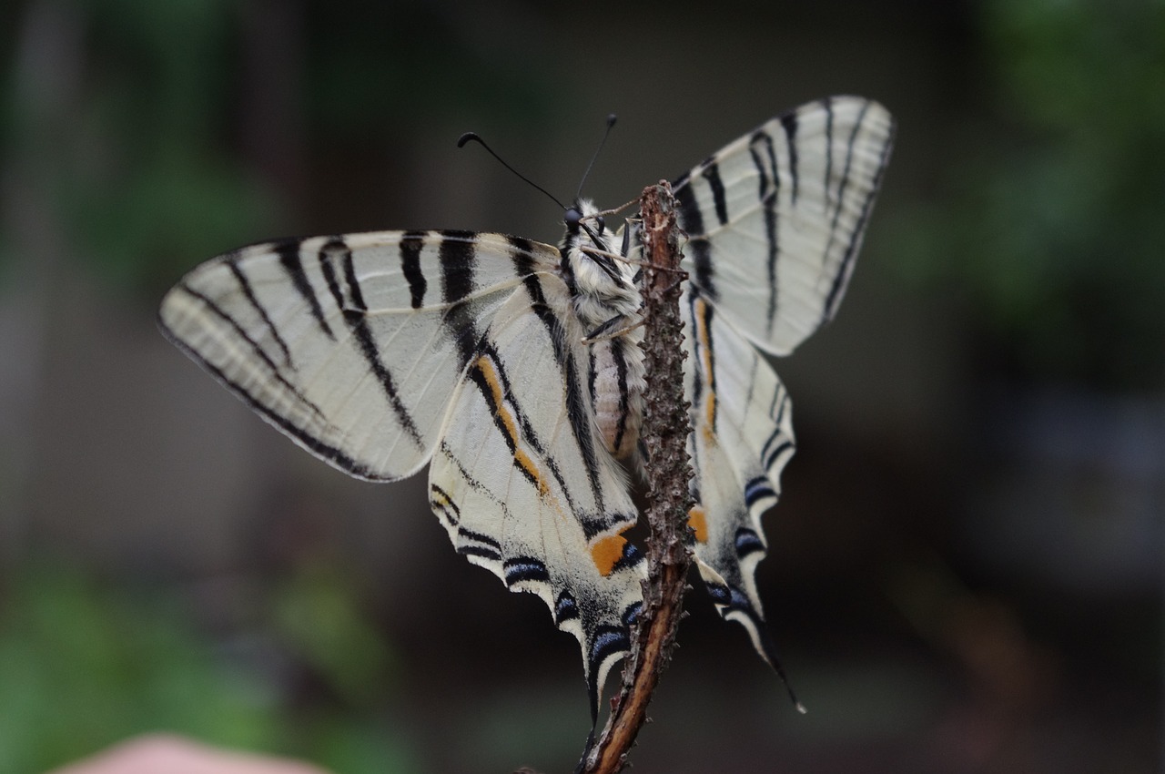 butterfly nature summer free photo