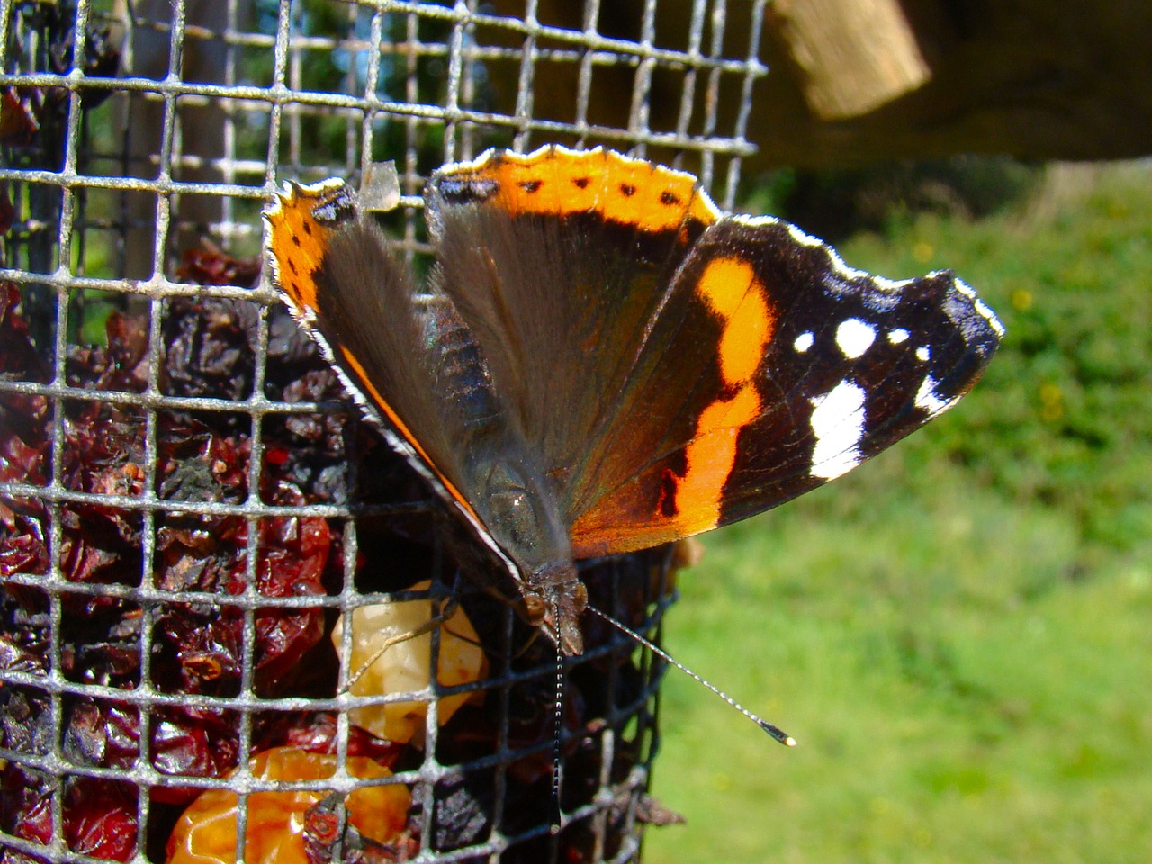 butterfly garden wild free photo