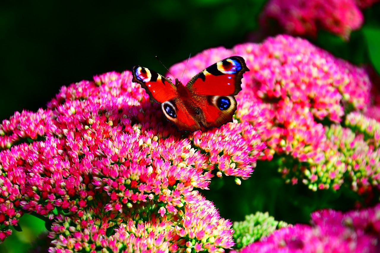 butterfly peacock butterfly garden flowers free photo