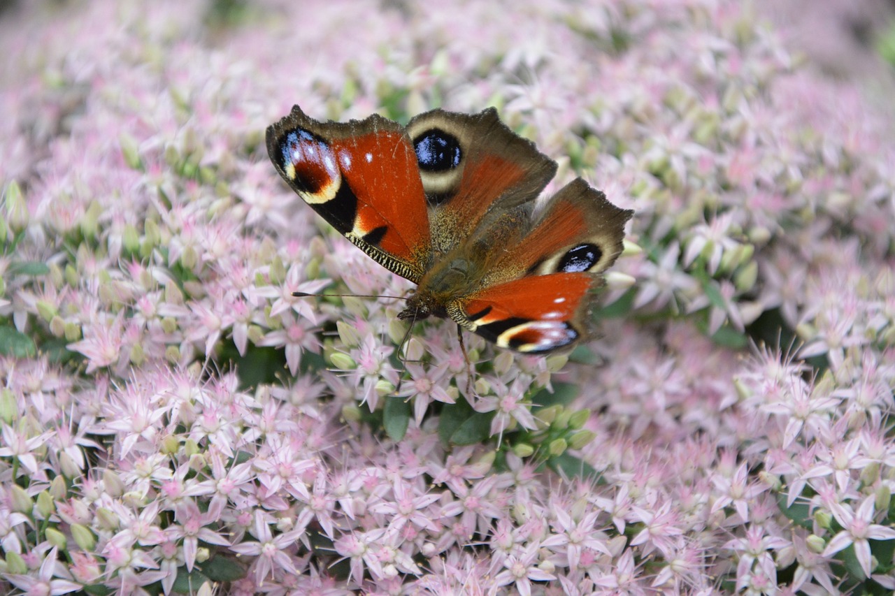 butterfly insect garden free photo