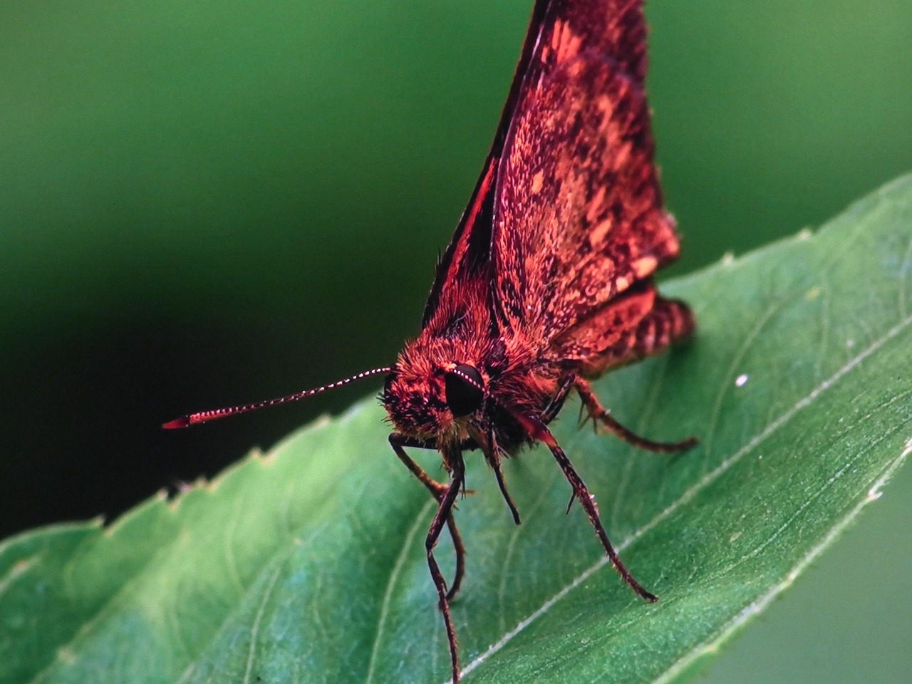 butterfly insects nature free photo