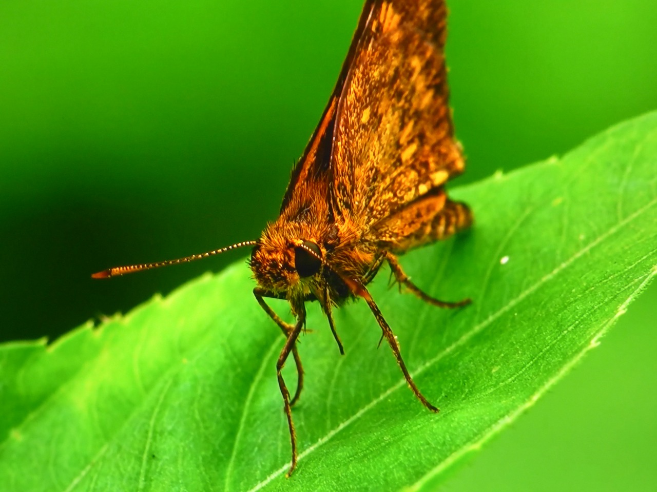 butterfly insects green free photo