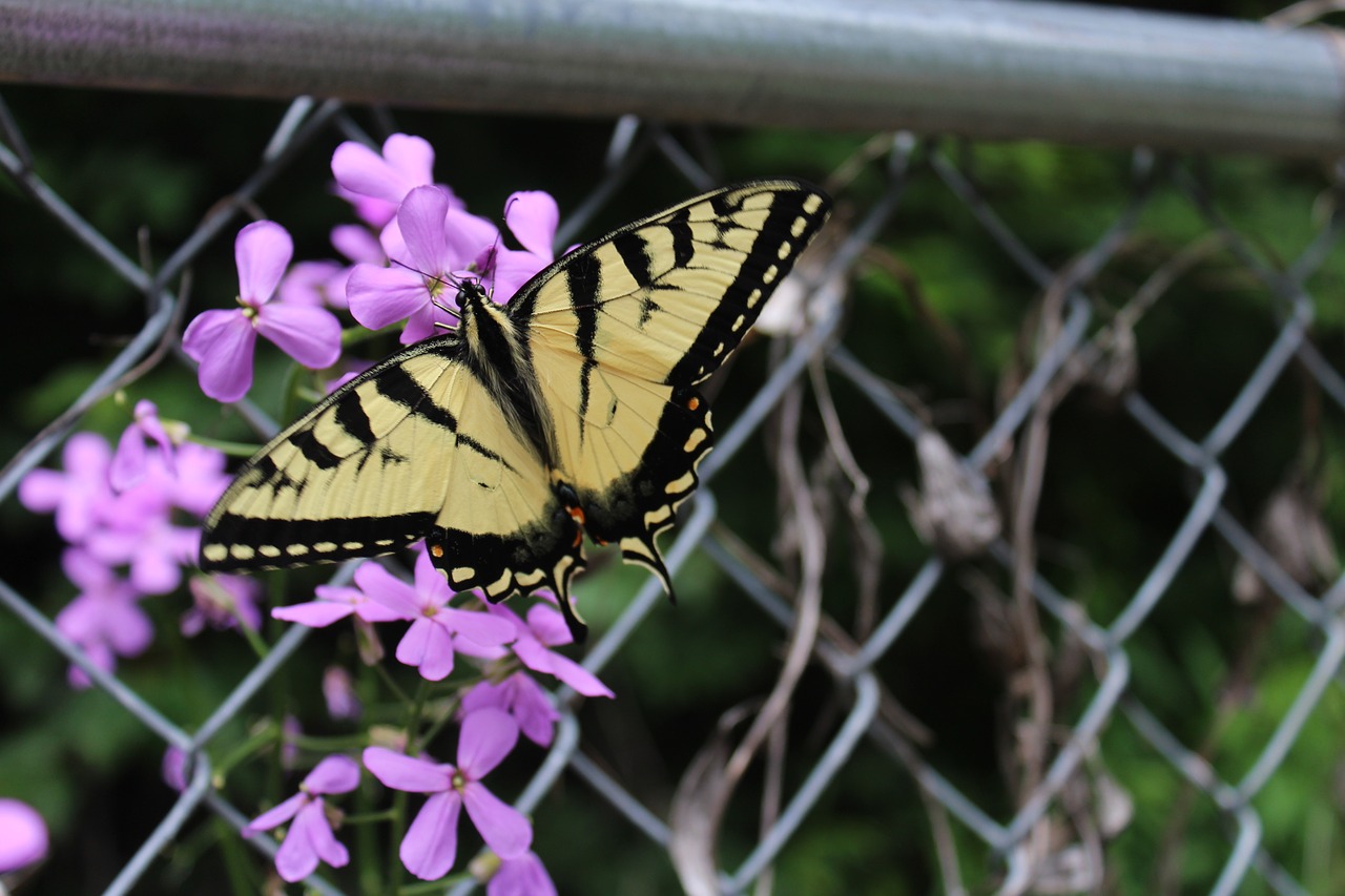 butterfly summer flowers free photo