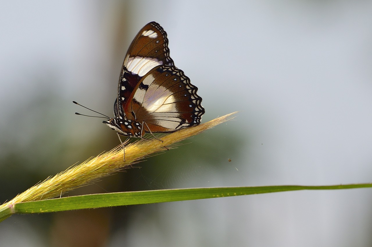 butterfly wildlife nature free photo