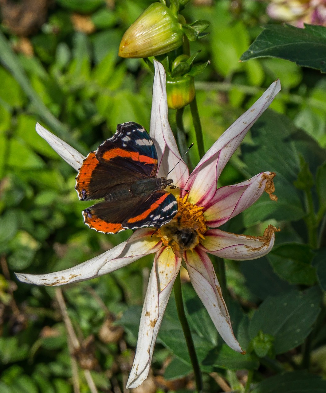 butterfly insect close free photo