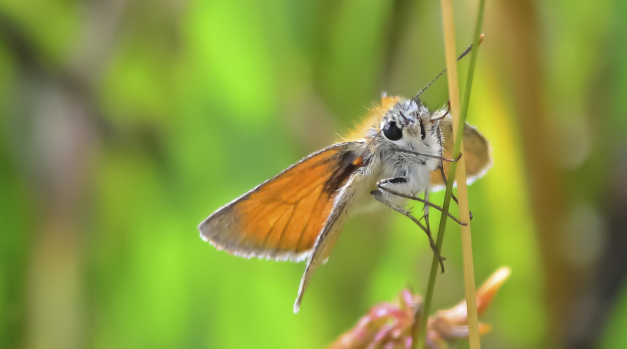 butterfly lepidoptera small skipper free photo