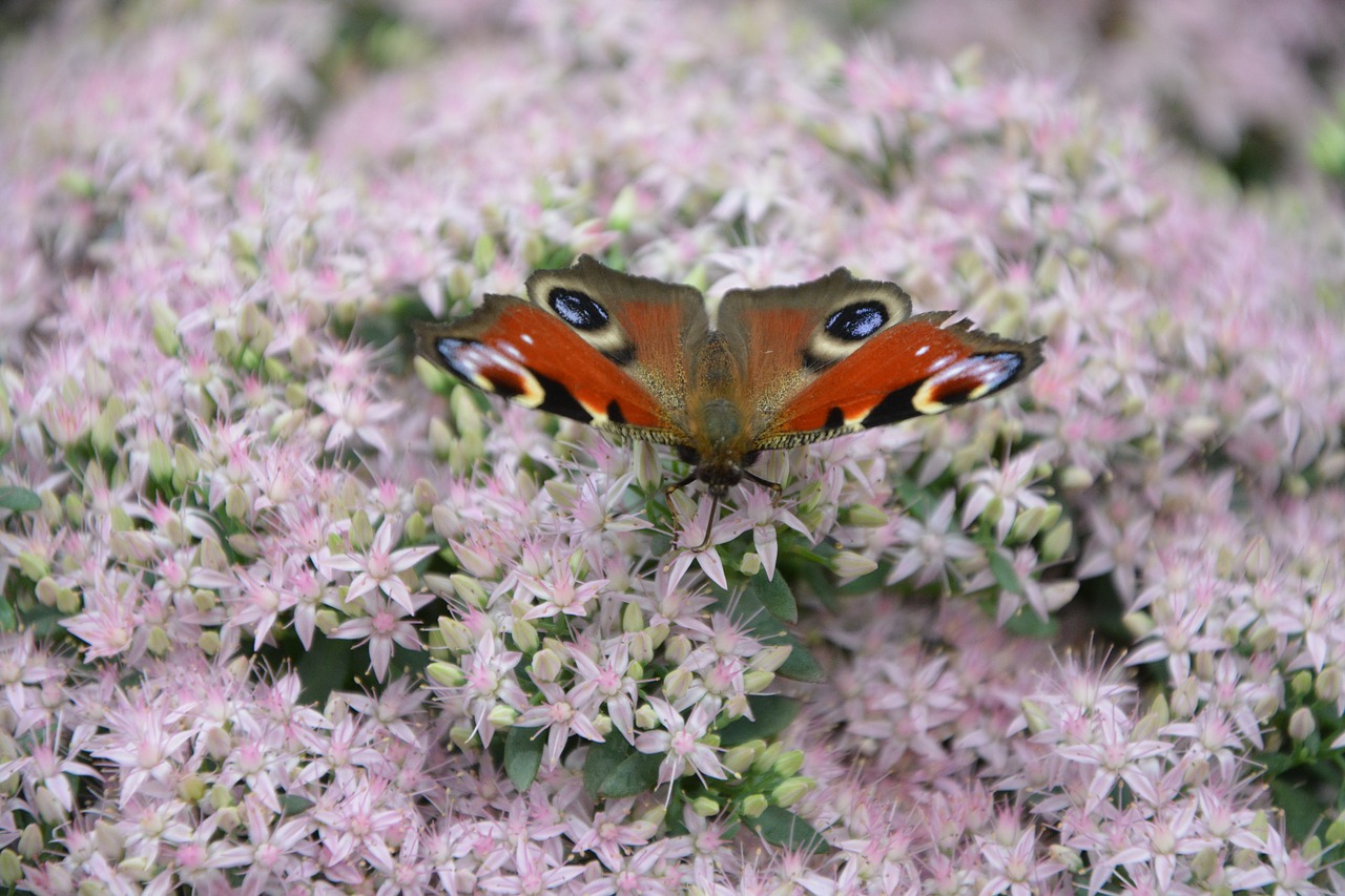 butterfly insect plant pink flower free photo