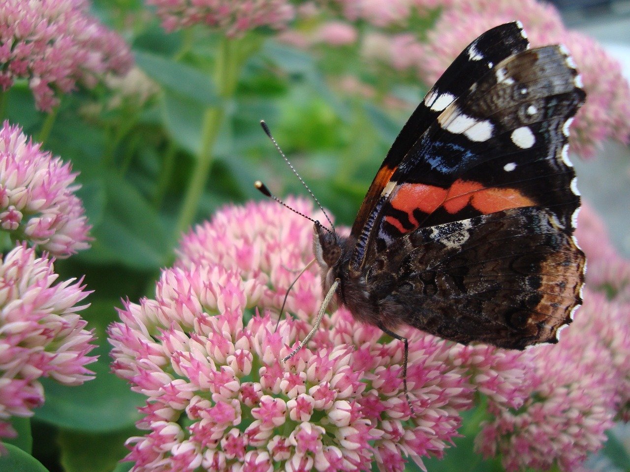 butterfly insect mixed colours free photo