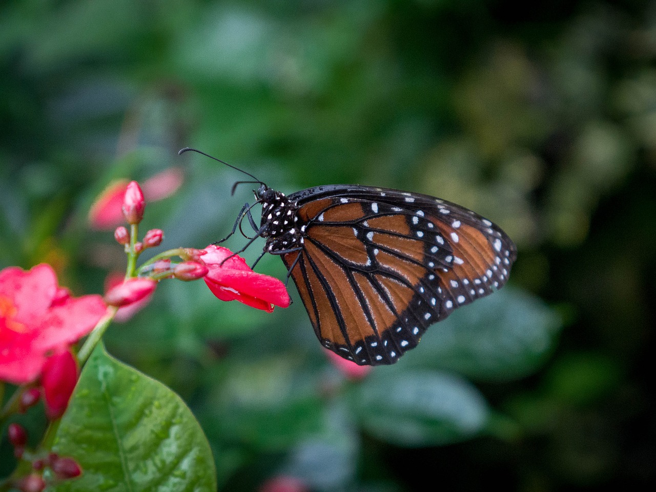 butterfly monarch monarch butterfly free photo