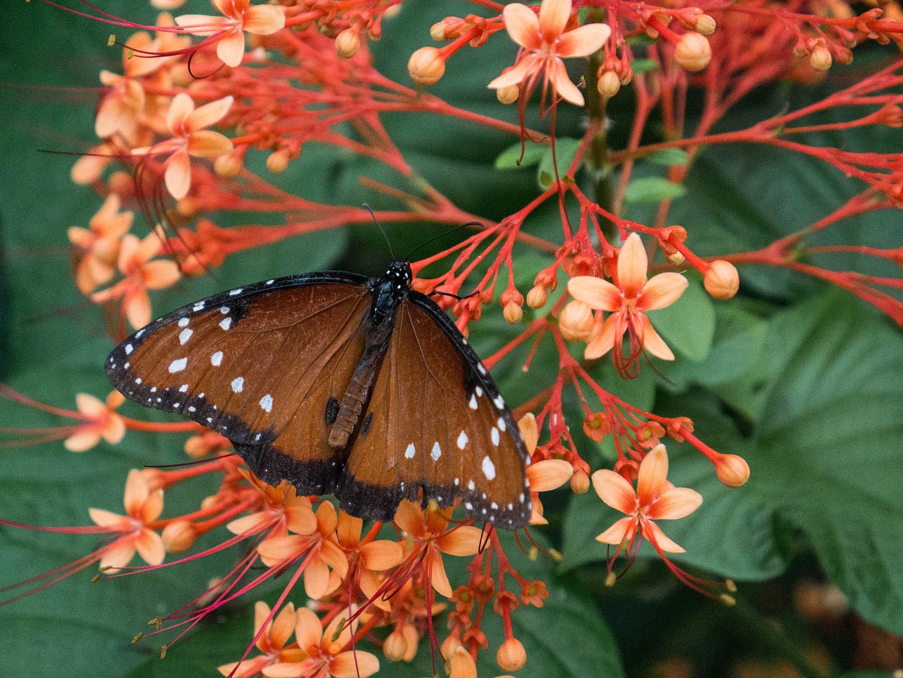 butterfly monarch monarch butterfly free photo