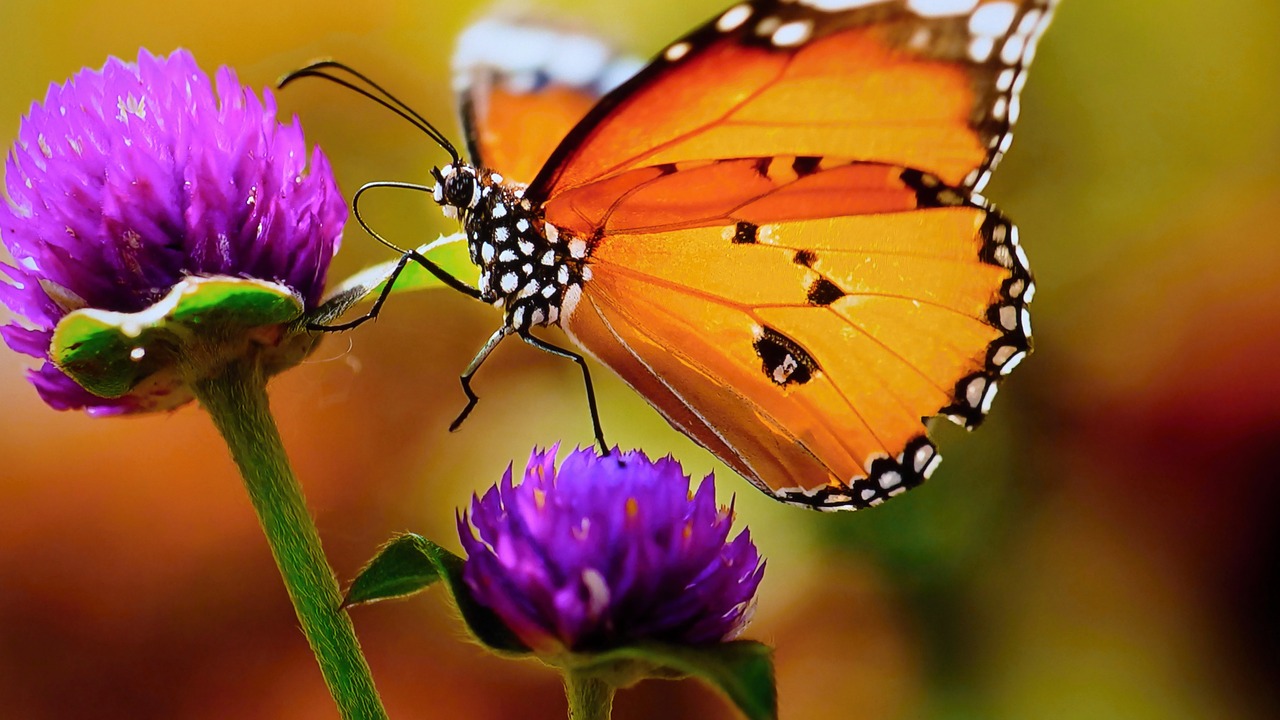 butterfly meadow flower free photo