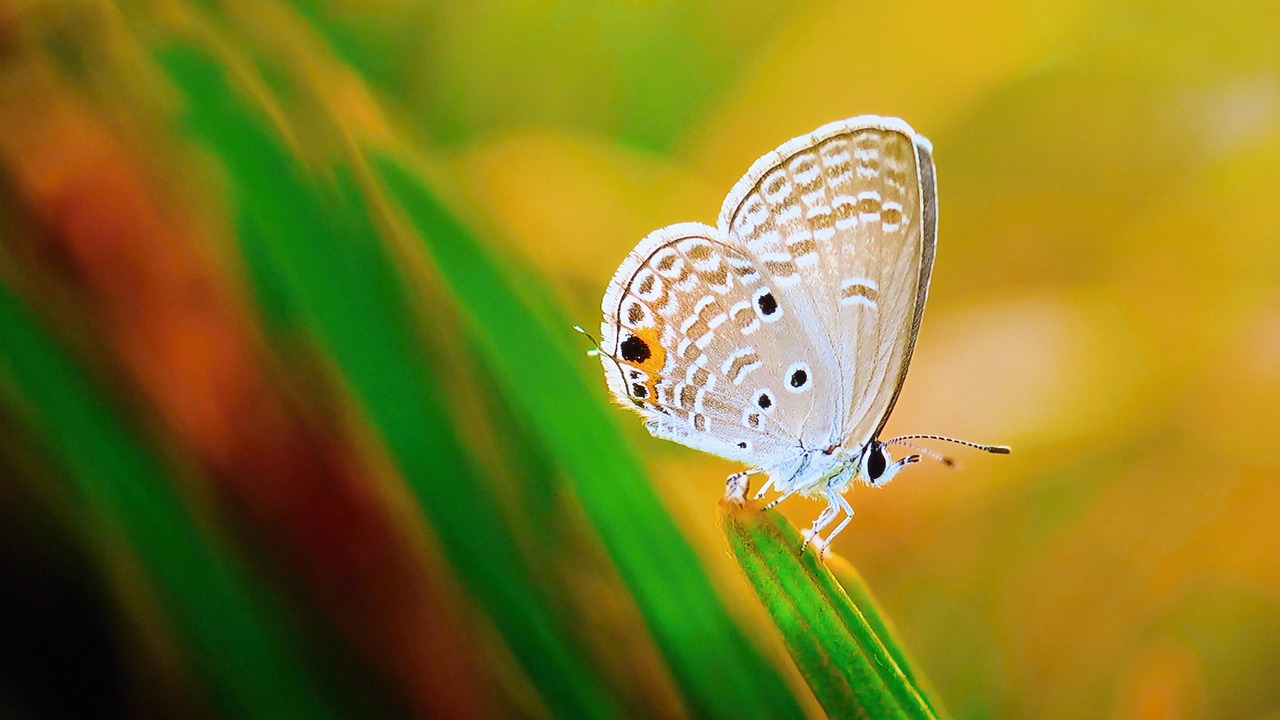 butterfly meadow flower free photo