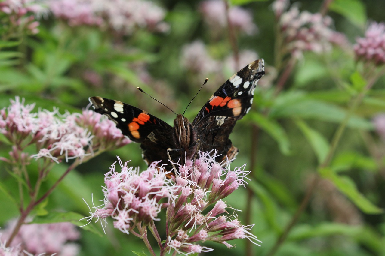 butterfly flower orange free photo