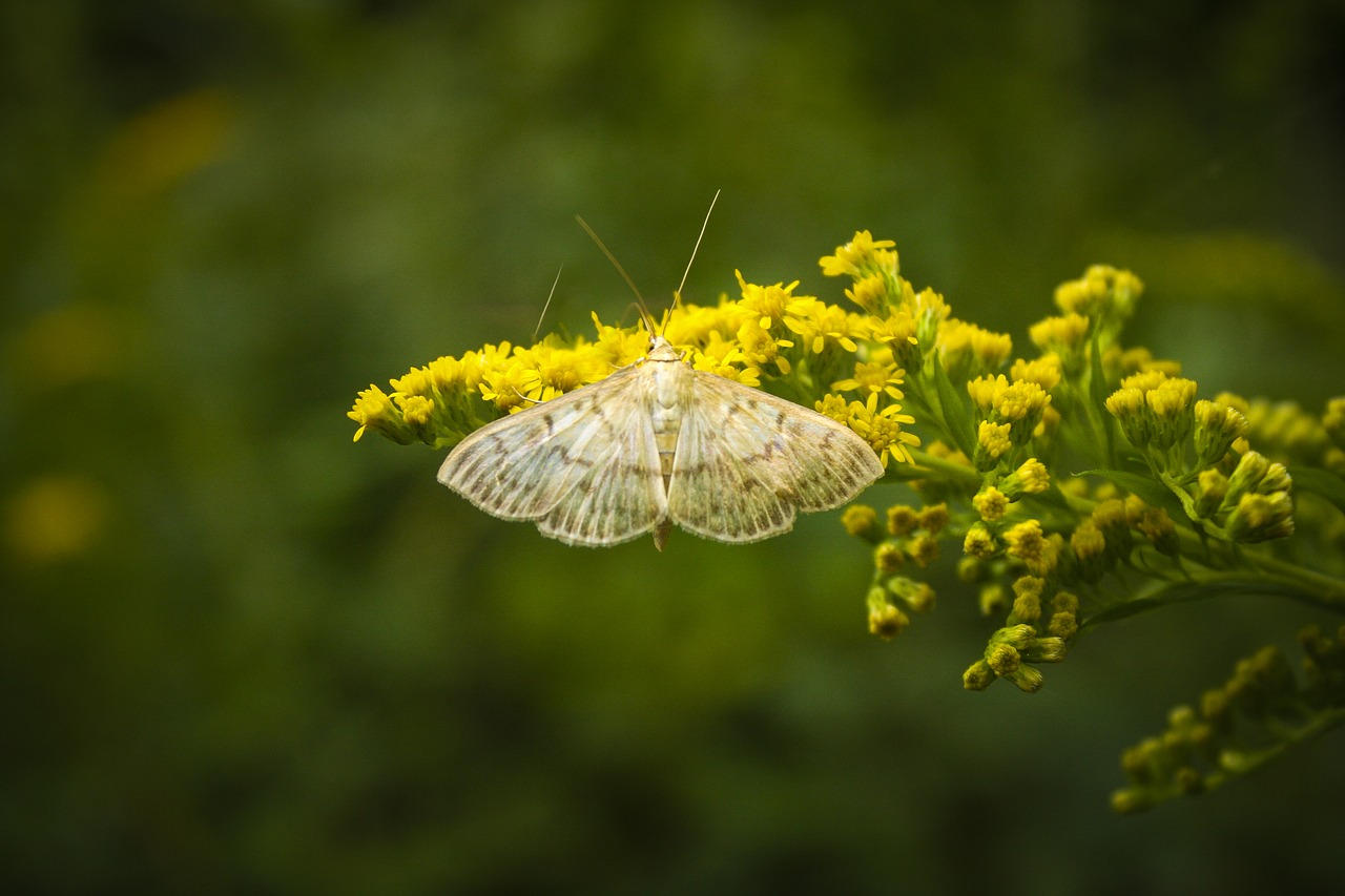 butterfly insect blossom free photo