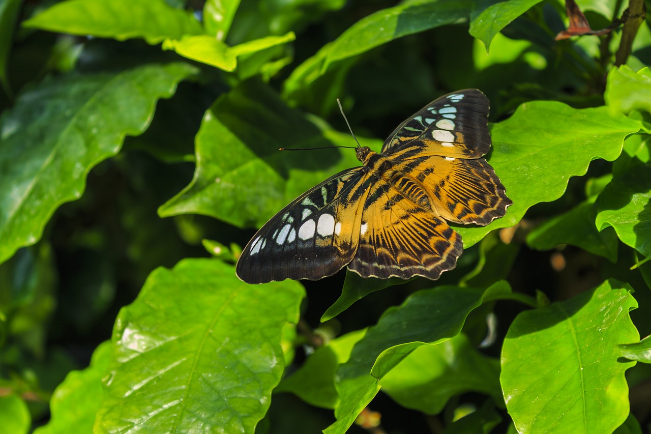 butterfly insect flower free photo