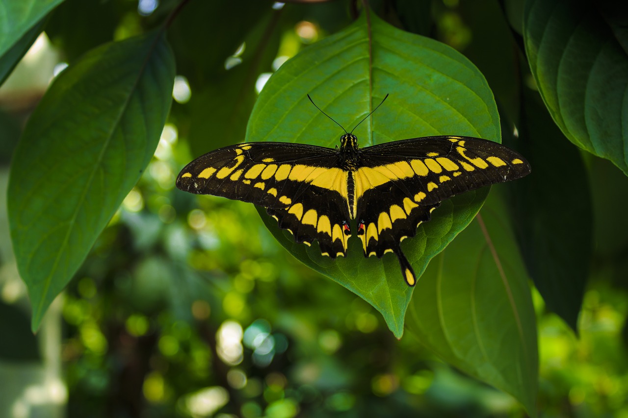 butterfly insect flower free photo