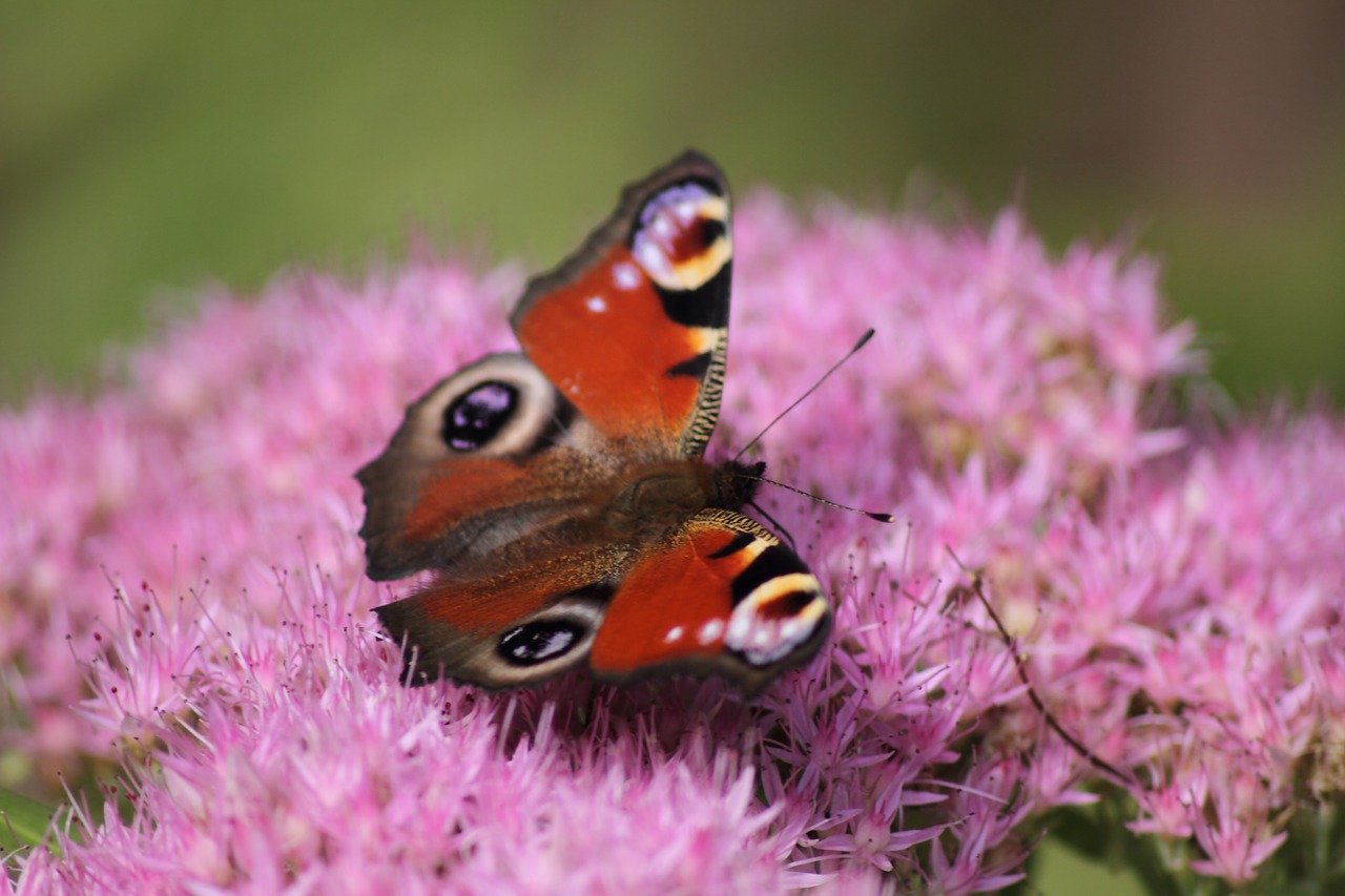 butterfly insect wing free photo