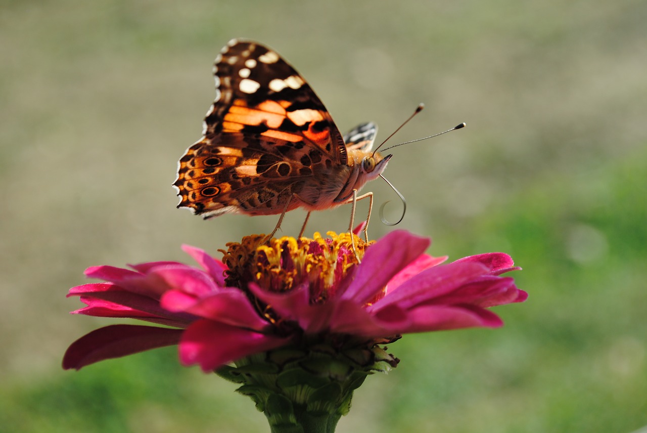 butterfly flower fly free photo