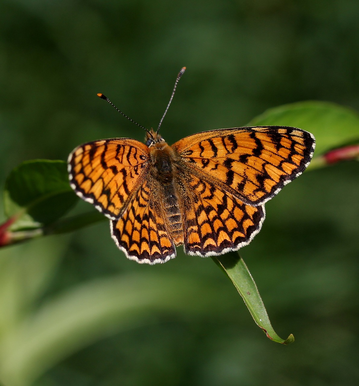 butterfly coloring wings free photo