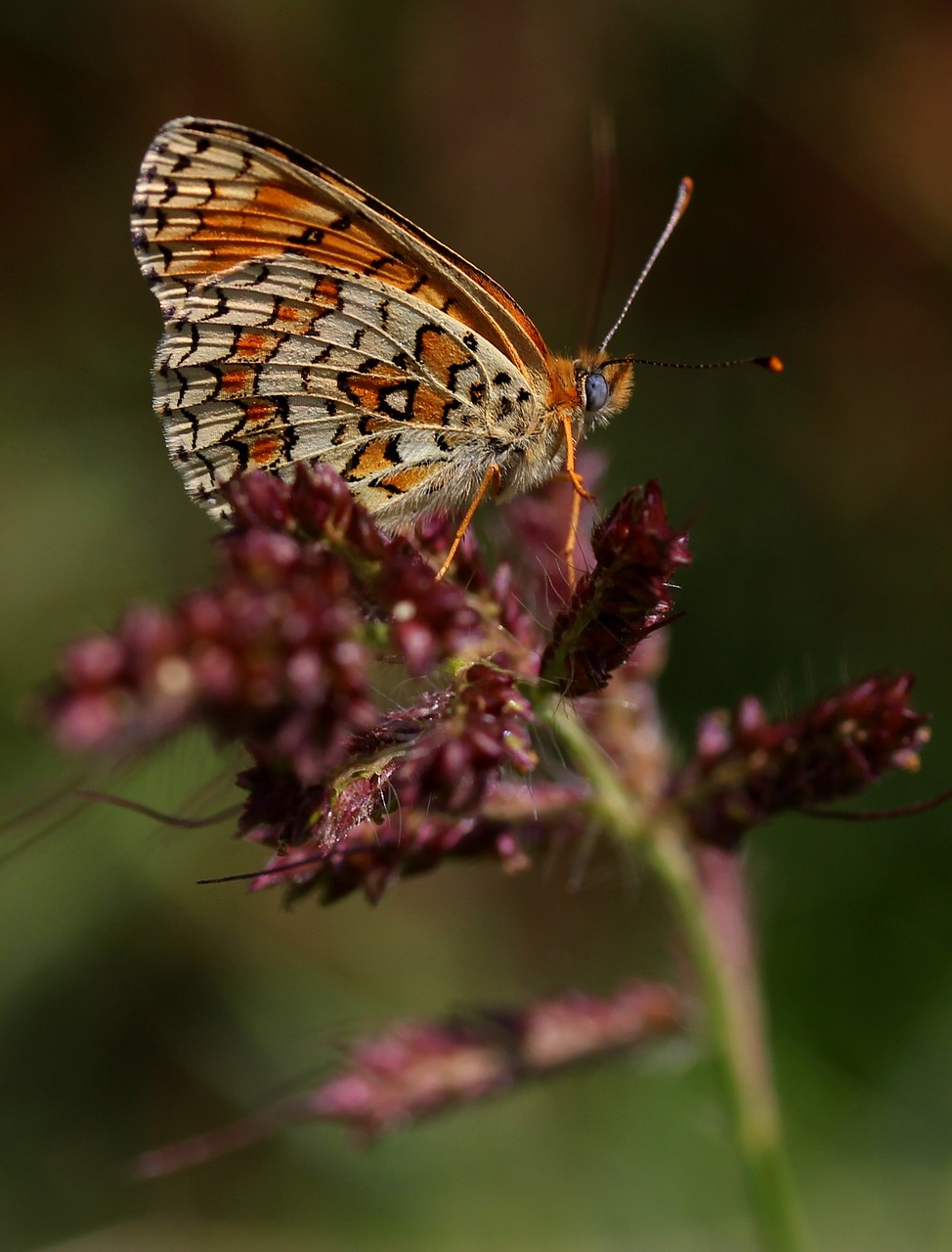 butterfly coloring wings free photo